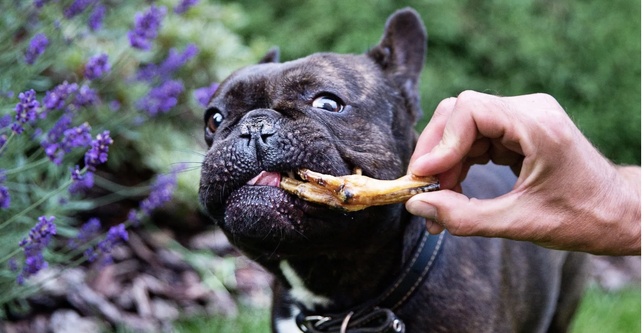 © Biscuit Rex © Biscuit Rex