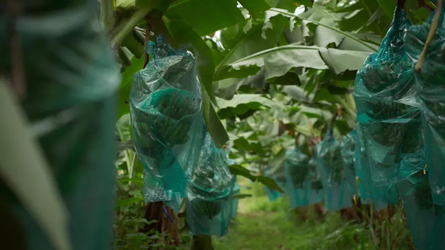 © 13 prods © 13 prods