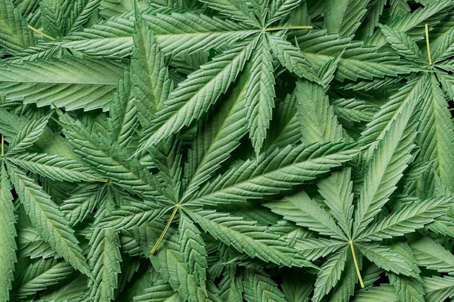 Crédit Photo : Depositphotos Crédit Photo : Depositphotos