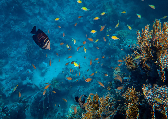 Tourisme en Guadeloupe : la réserve Cousteau, locomotive discrète de la côte ouest