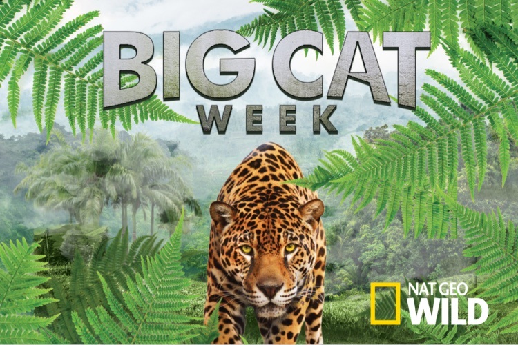 Big Cat Week: Une semaine de documentaires consacrée aux félins sur Nat Geo Wild