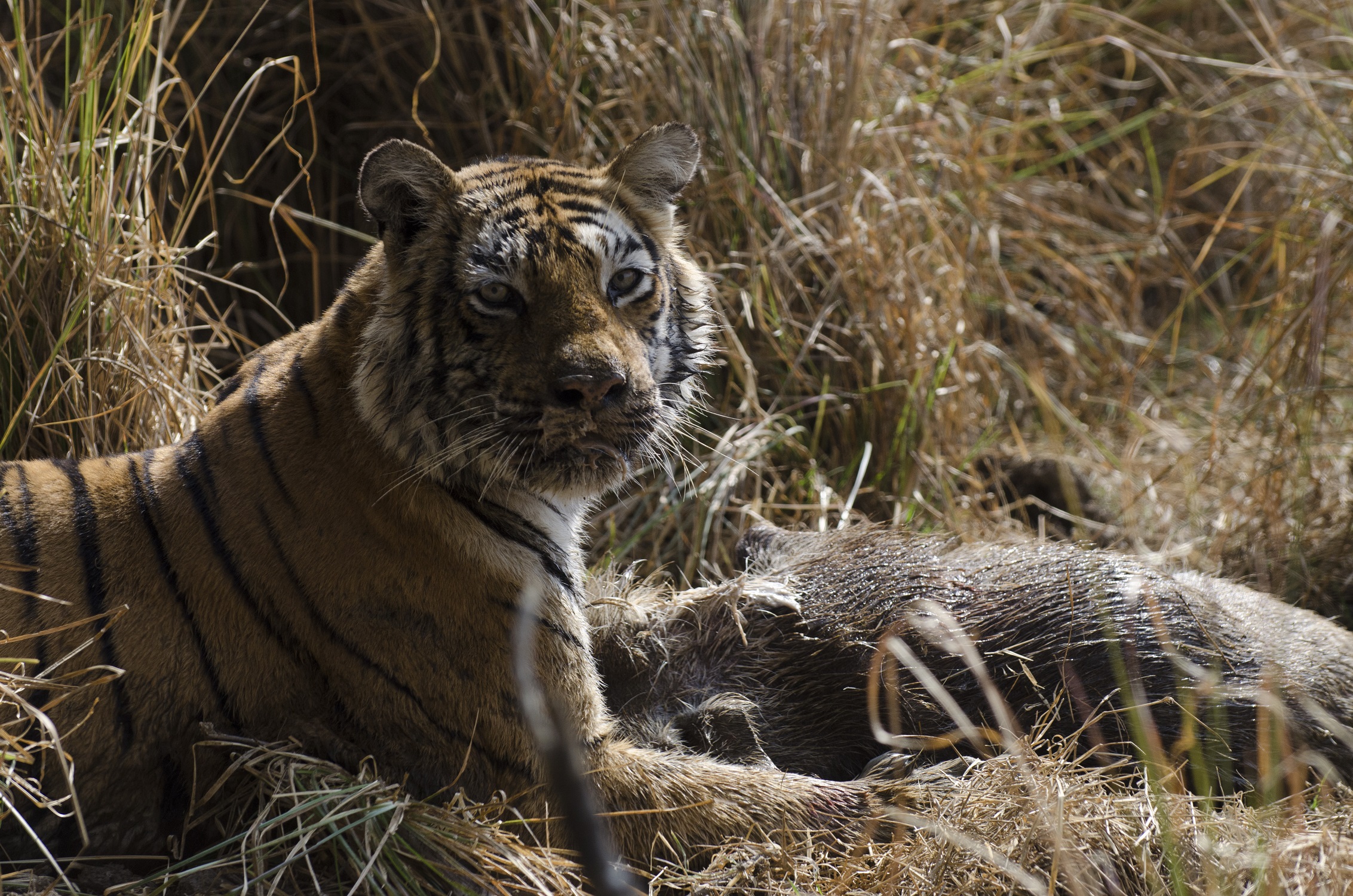 Big Cat Week: Une semaine de documentaires consacrée aux félins sur Nat ...