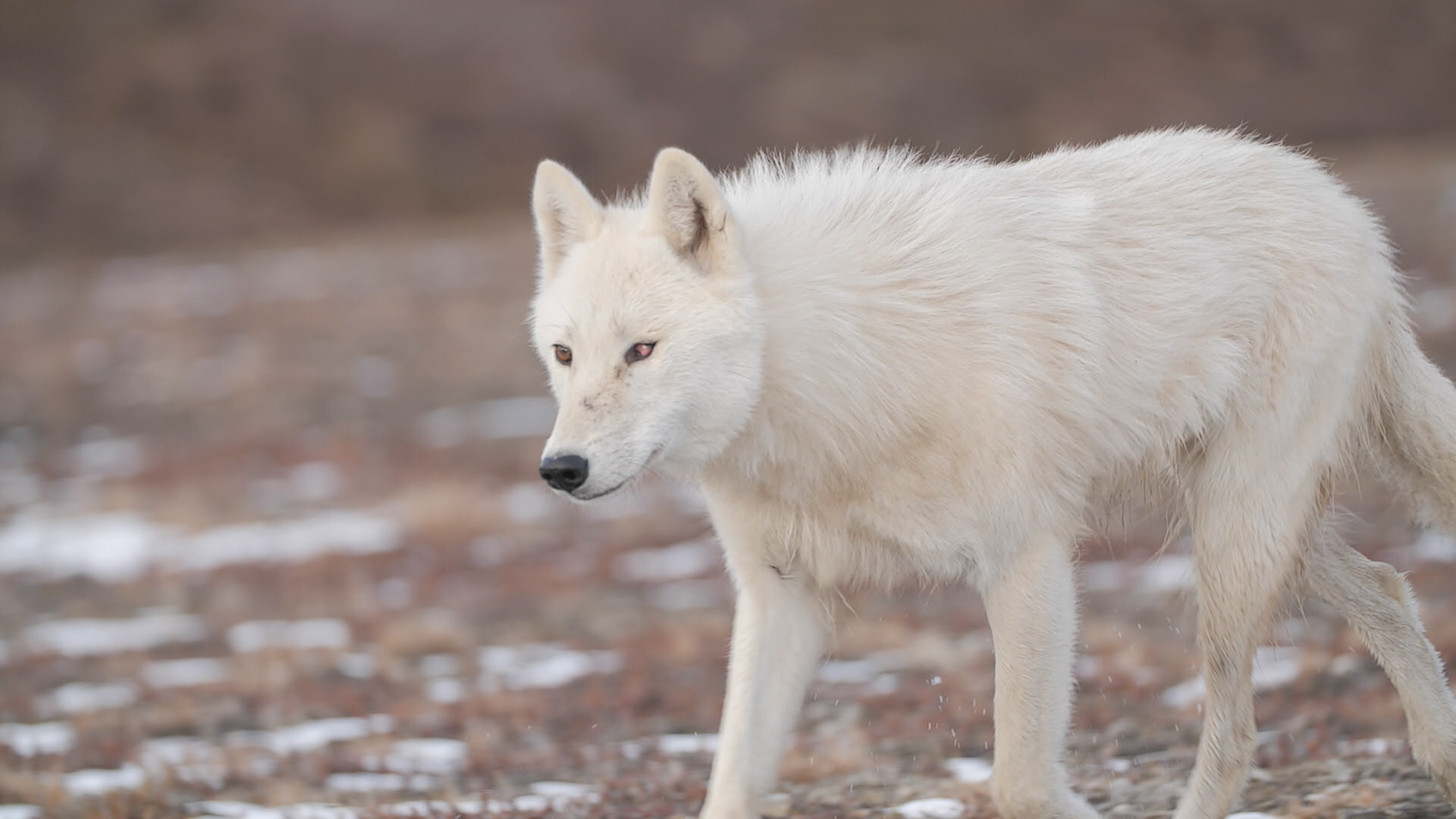 National Geographic Wild En Immersion Dans Le Royaume Du Loup Blanc