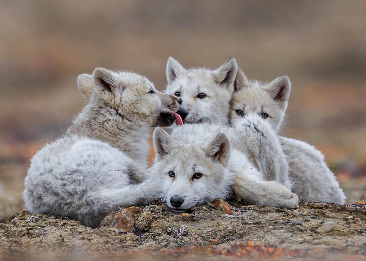 National Geographic Wild En Immersion Dans Le Royaume Du Loup Blanc