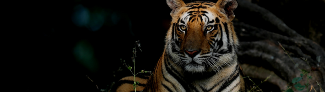 Téléchargement gratuit Images Les Grands Felins Du Monde A L Honneur Sur National Geographic le plus cool salutations