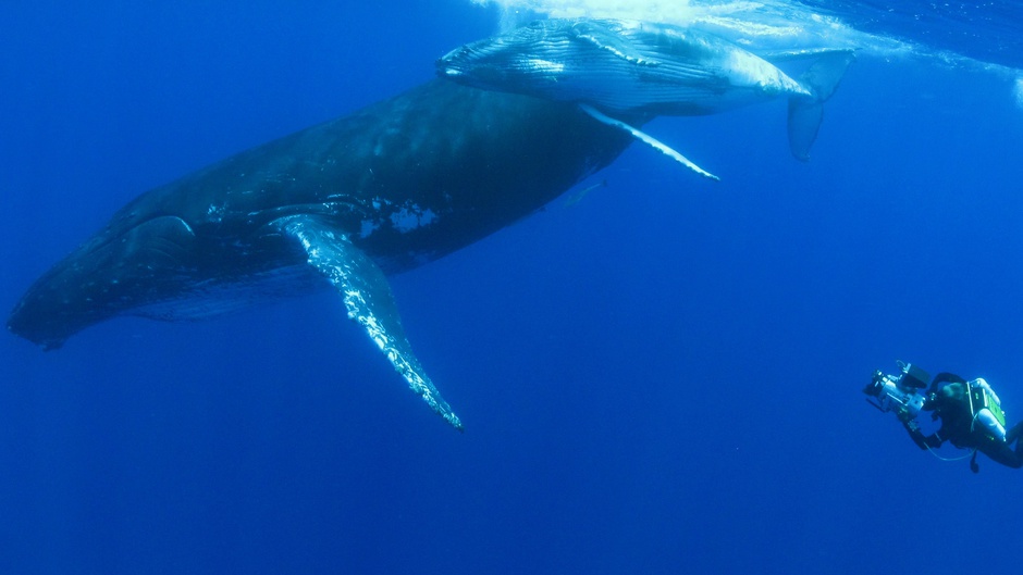 "Quand les baleines et tortues nous montrent le chemin" le documentaire évènement de Rémy TEZIER sur Réunion La 1ère, le 4 mars