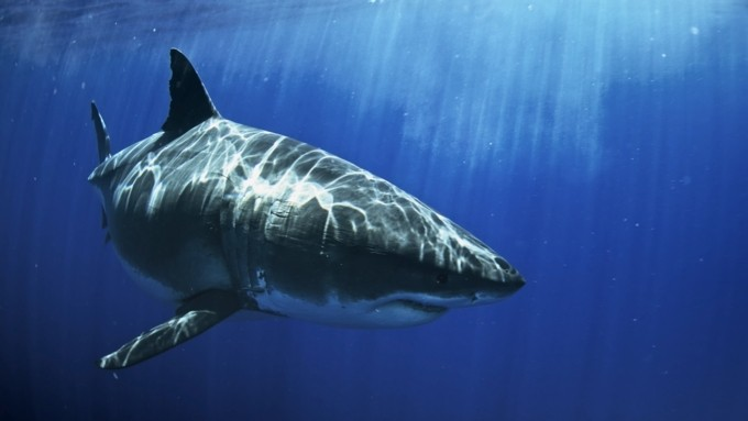 En juillet sur National Geographic Wild, partez à la rencontre des espèces de requins les plus rares et les plus dangereuses avec le « Shark Festival »