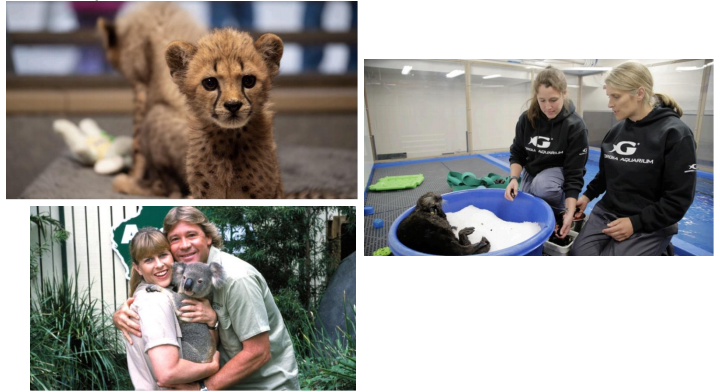 "Un été au zoo" dés le 5 juillet sur Discovery Family