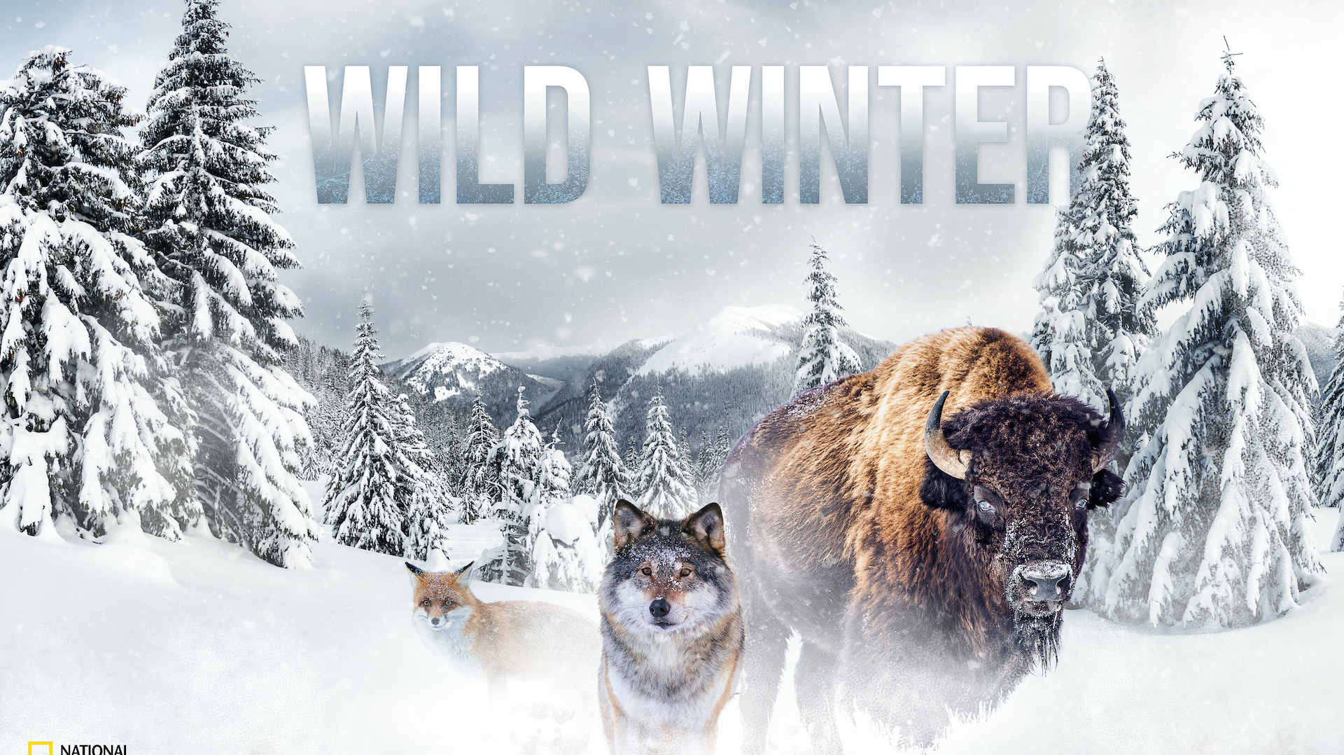 "Wild Winter" : Programmation spéciale hiver du 20 au 31 décembre sur National Geographic Wild