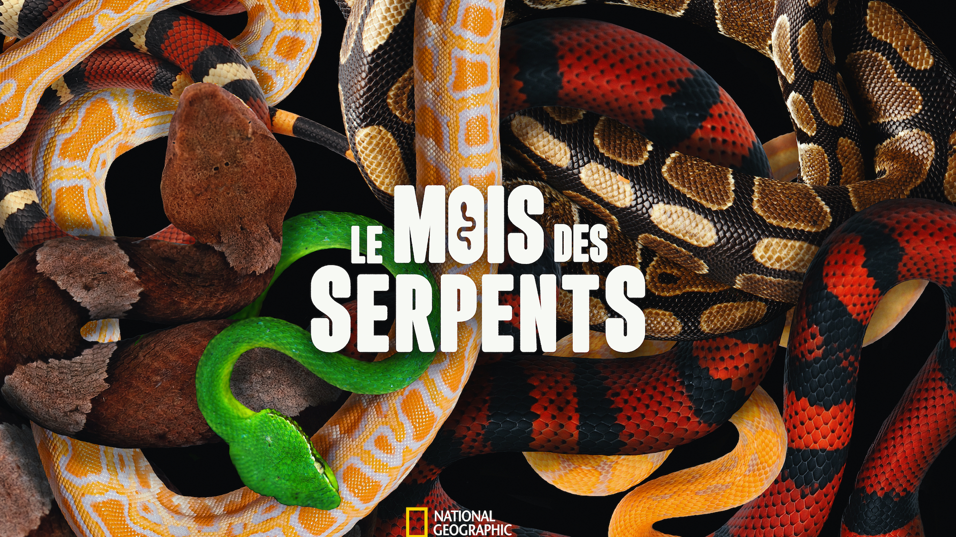 Le mois des serpents est de retour à partir du 1er février sur National Geographic Wild