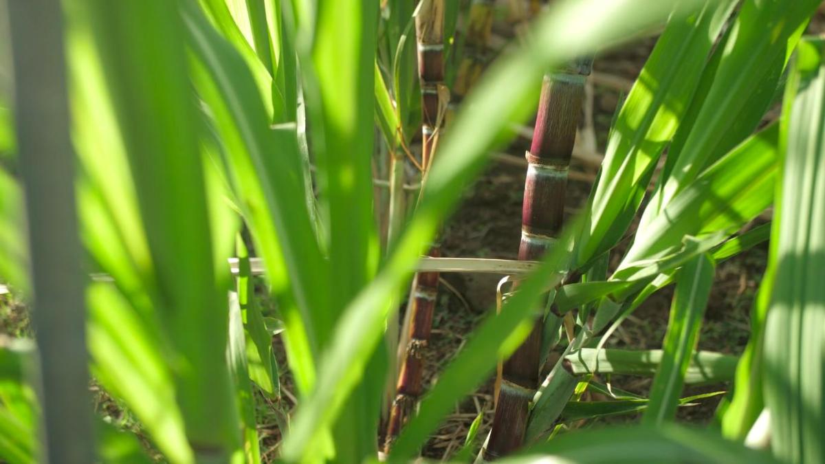La canne à sucre à l'honneur dans un documentaire inédit le 4 mai sur Réunion La 1ère