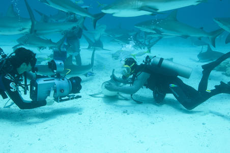 Les requins de la colère, la nouvelle création originale de Canal+