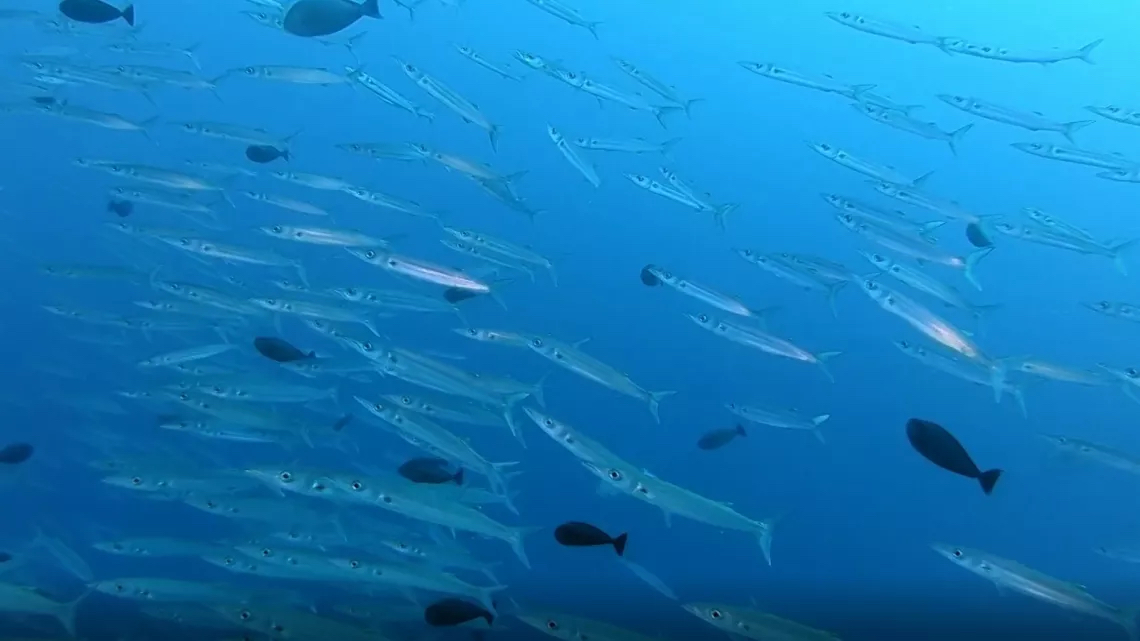 © Antipode / Archipel Production