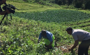 Réunion 1ère: Portrait de Joseph Payet, éleveur, dans "Un jour avec..." ce vendredi sur Réunion 1ère