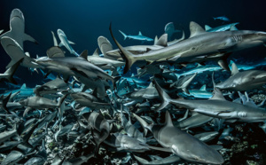 Polynésie: L'atoll aux 700 requins au programme de Passion Outremer, ce dimanche sur France Ô
