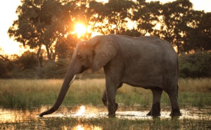 Diffusion évènement du documentaire "Survie au fil de l'eau" au coeur du delta d'Okavango, le 4 novembre sur Nat Geo Wild