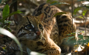 La série évènement "Planète Hostile" débarque à partir du 28 avril sur National Geographic