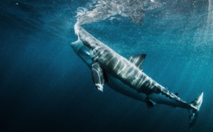 Inédit: Les requins à l'honneur du 14 au 28 juillet sur National Geographic Wild