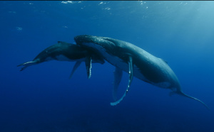 L'océan indien à l'honneur en septembre sur Ushuaïa TV