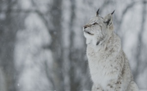 National Geographic Wild: Direction la Scandinavie à partir du 14 septembre