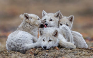National Geographic Wild en immersion dans le Royaume du Loup Blanc