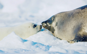 WILD WINTER, la version sauvage des téléfilms de noël, en décembre sur National Geographic Wild