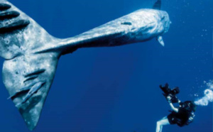 "Quand baleines et tortues nous montrent le chemin": Diffusion du film-documentaire de Rémy Tézier, le 13 février sur Canal+ Réunion