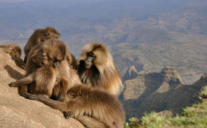 National Geographic Wild met le cap sur l’Afrique et dévoile les beautés de la vie sauvage luxuriante du continent africain avec "Destination Wild : les merveilles de l’Afrique"