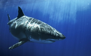 En juillet sur National Geographic Wild, partez à la rencontre des espèces de requins les plus rares et les plus dangereuses avec le « Shark Festival »