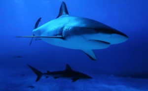 Les requins à l'honneur dans la Création Originale TOTEM REQUIN ce jeudi sur Canal+ Calédonie