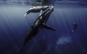 "Quand les baleines et tortues nous montrent le chemin" le documentaire de Rémy TEZIER sur Ushuaïa TV, le 13 novembre