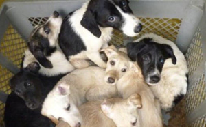 Les conditions animalières en Nouvelle-Calédonie à la loupe dans "Les sans voix" le 29 novembre sur Nouvelle-Calédonie La 1ère