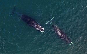 "A la recherche des géants des mers": Discovery Family célèbre le 19 février la journée internationale des baleines