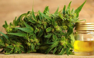 Mais quelle est cette huile de chanvre CBD dont tout le monde parle