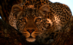 Programmation spéciale félins en septembre sur la chaîne National Geographic Wild