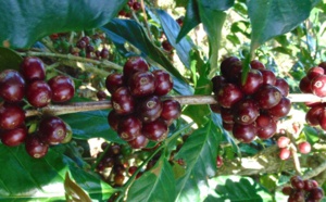 Nouvelle-Calédonie La 1ère: Le café calédonien à l'honneur dans un documentaire inédit le 7 septembre