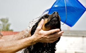 Comment bien baigner son chien