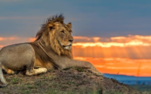 Inédit : "Sur les traces des fauves" dés ce mardi sur Discovery Family