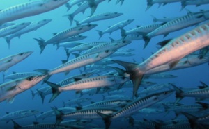 Journée mondiale de l'océan ce 8 juin sur les antennes du pôle Outre-mer de France Télévisions