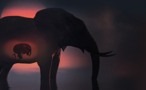Coup de projecteur sur les naissances dans le monde animal dans la série « In Utero : les animaux » à découvrir le 2 novembre sur National Geographic Wild