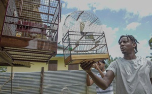 Guyane : La passion de la picolette au coeur d'un documentaire inédit le 28 novembre sur France 3 et La1ere.fr