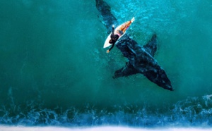 Le grand requin blanc à l'honneur dans un documentaire inédit le 20 décembre sur Discovery Channel