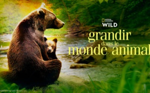 L'aventure de bébés animaux dans le documentaire "Grandir dans le monde animal", à partir du 12 janvier sur National Geographic Wild