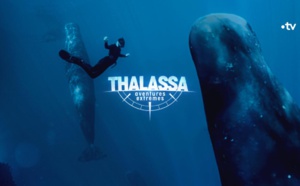 "Thalassa, aventures extrêmes" au coeur du Pacifique avec Diego Buñuel, le 26 janvier sur France 3