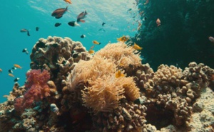 Documentaire : « Océan en danger : la bataille pour le corail » diffusé sur Discovery Channel à l'occasion de la Journée de la Terre
