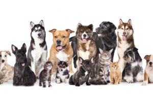 Initiative solidaire de dons de croquettes : Ultra Premium Direct s’engage avec 2 magasins Jardiland et 1 magasin Villaverde pour offrir des repas aux animaux des refuges de Martinique et de Guadeloupe