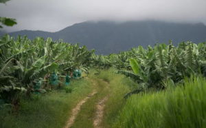 Documentaire : "Les Antilles empoisonnées, la banane et le chlordécone", ce lundi sur France 3