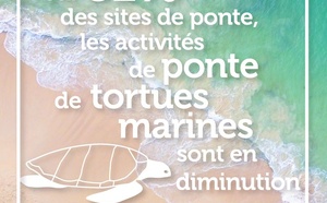 L'Observatoire national de la biodiversité publie un nouvel indicateur sur les cinq espèces de tortues marines qui pondent régulièrement en France ultramarine