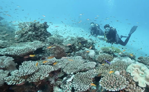 Pascale Chabanet, la scientifique qui donne la parole aux poissons, à l'honneur sur les plateformes numériques de France Télévisions