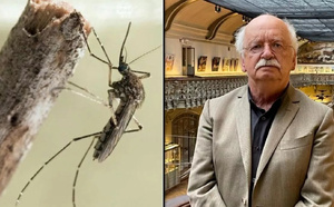 "Des moustiques et des hommes" : plongée au cœur d’une guerre millénaire sur les plateformes numériques de France Télévisions